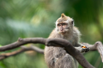 Small monkey on a tree branch.