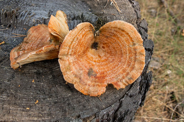 Two of harvested Saffron Milk Cap on natural wooden background..