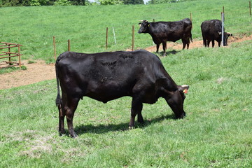 高原牧場の牛の群れ