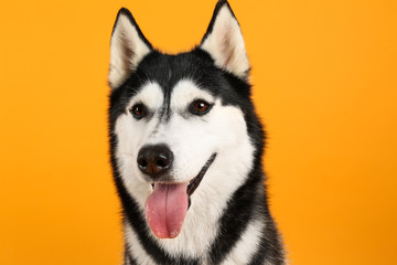 Adorable husky dog on color background