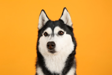 Adorable husky dog on color background