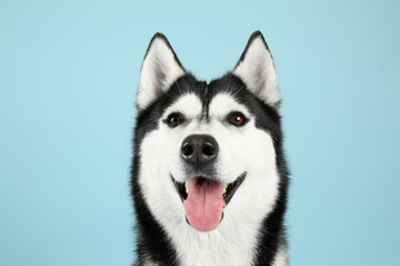 Adorable husky dog on color background