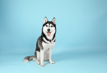 Adorable husky dog on color background © Pixel-Shot