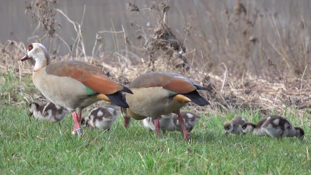 Nilgans, Egyptian goose&nbsp;(Alopochen aegyptiaca), Familie an der Mosel
