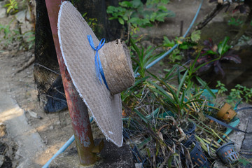 Granja cultivo  de orquideas en Tailandia