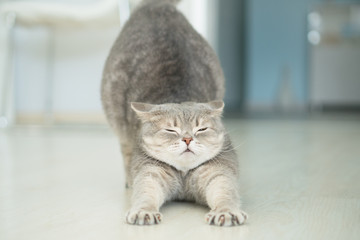 Cat stretching. Yoga cat