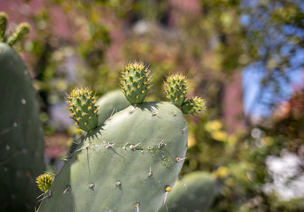 Opuntia ficus-indica is a species of cactus that has long been a domesticated crop plant important...