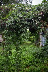 Ivy with the fruit in summer