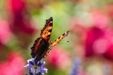 Aglais urticae butterfly on lavender angustifolia, lavandula in sunlight in herb garden