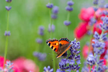 Aglais urticae butterfly on lavender angustifolia, lavandula in sunlight in herb garden