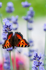 Aglais urticae butterfly on lavender angustifolia, lavandula in sunlight in herb garden
