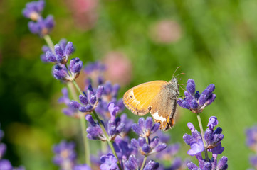 Butterfly on lavender angustifolia, lavandula in sunlight in herb garden