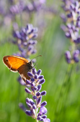 Butterfly on lavender angustifolia, lavandula in sunlight in herb garden
