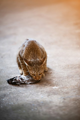 Cat instincts hunter, Catch the bird.