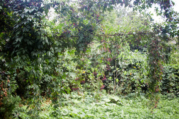 Ivy with the fruit in summer