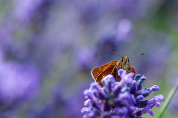 Butterfly on lavender angustifolia, lavandula in sunlight in herb garden