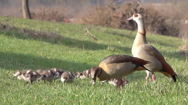 Nilgans, Egyptian goose&nbsp;(Alopochen aegyptiaca), Familie an der Mosel