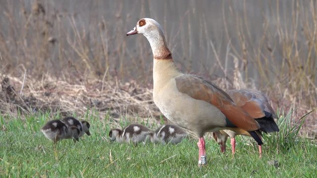Nilgans, Egyptian goose&nbsp;(Alopochen aegyptiaca), Familie an der Mosel