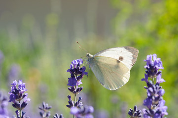 Leptidea sinapis butterfly on lavender angustifolia, lavandula in sunlight