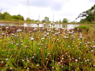 Obraz premium Lake and rock flower