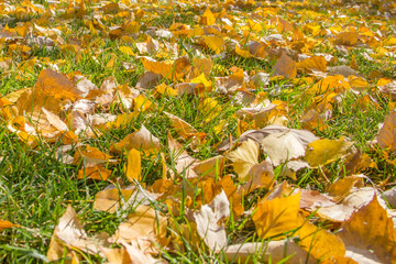 Yellow Leaves on the Green Grass