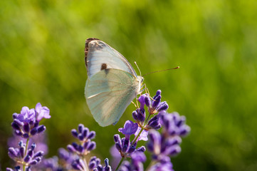 Leptidea sinapis butterfly on lavender angustifolia, lavandula in sunlight