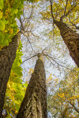 Autumn Trees - View from the Bottom