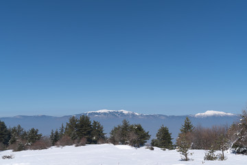 Alpine Spruce Forest in a Snowy Meadow