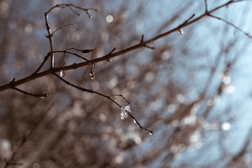 ice on tree branches