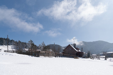 Alpine Spruce Forest in a Snowy Meadow