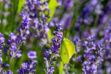 Gonepteryx rhamni butterfly on lavender angustifolia, lavandula