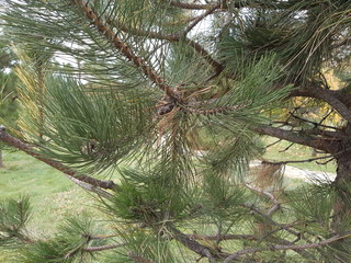 Spruce branches close up