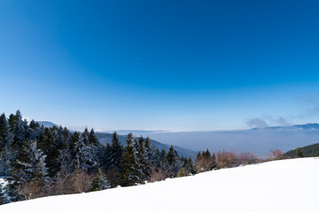 Fototapeta na wymiar Alpine Spruce Forest in a Snowy Meadow