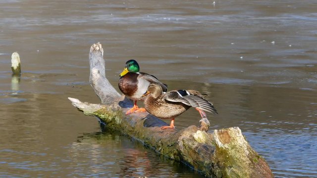 Ducks Swim on lake Close Up 4k