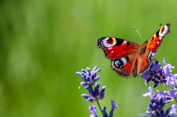 Fototapeta na wymiar Aglais urticae butterfly on lavender angustifolia, lavandula in sunlight in herb garden