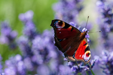 Aglais urticae butterfly on lavender angustifolia, lavandula in sunlight in herb garden