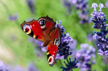 Aglais urticae butterfly on lavender angustifolia, lavandula in sunlight in herb garden
