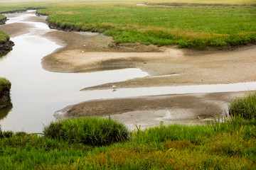 German North Sea coast with sand dunes, mud, grass, water and seagulls