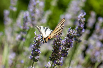 Papilio machaon butterfly on lavender angustifolia, lavandula