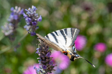 Papilio machaon butterfly on lavender angustifolia, lavandula