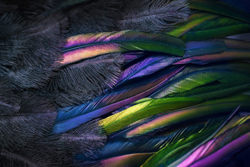 Close up photo of shimmered feathers of paradise bird. Abstract background with black fluff and...