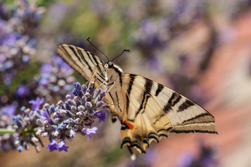 Papilio machaon butterfly on lavender angustifolia, lavandula