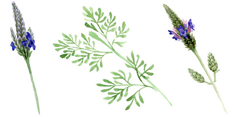 Blue violet lavender floral flower. Watercolor background illustration set. Isolated lavandula illustration element.