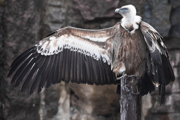 Griffon Vulture sits beautifully, spreading its huge wings with long feathers, scavenger bird, the wings look like a gesture by a hitchhiker or a sign will stop and come in.