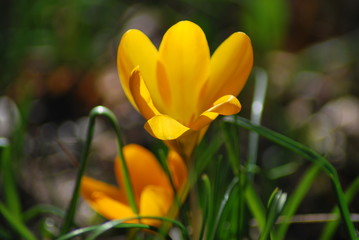 Fototapeta premium Gelbe Krokusse (Crocus)