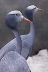 Blue crane graceful bird close up, thin long neck, beautiful head on a blurred background
