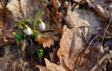 First spring flowers, snowdrops