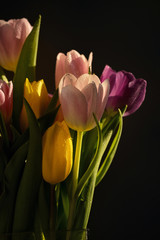 Bouquet of tulips with dew drops