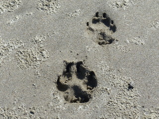 Abdrücke von Tierpfoten im nassem Sand