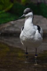 Black and white bird with a long beak  sandpiper Pied avocet in water on the background of green